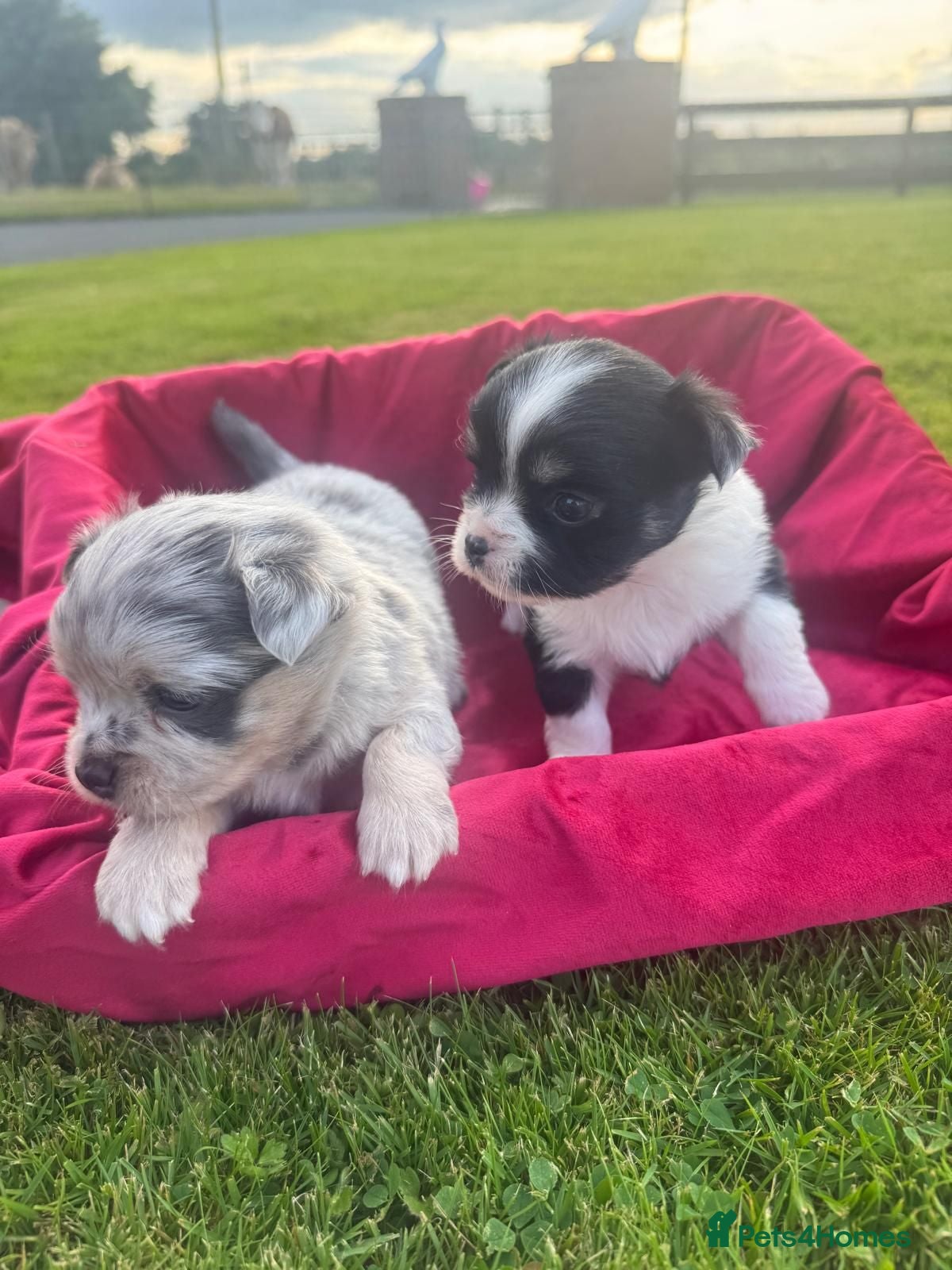 Chihuahua dogs Gorgeous Chihuahua Puppies – 1 Boy & 1 Girl  - Advert 1