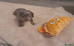 Miniature Dachshund dogs for sale: 6 Miniature dacshund puppies  - Advert 18