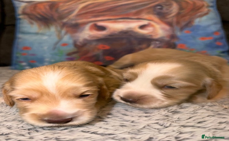 Cocker Spaniel dogs - Advert 8