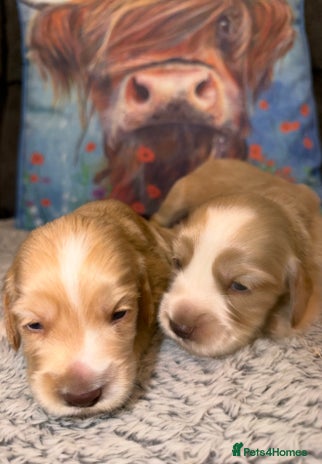 Cocker Spaniel dogs - Advert 4