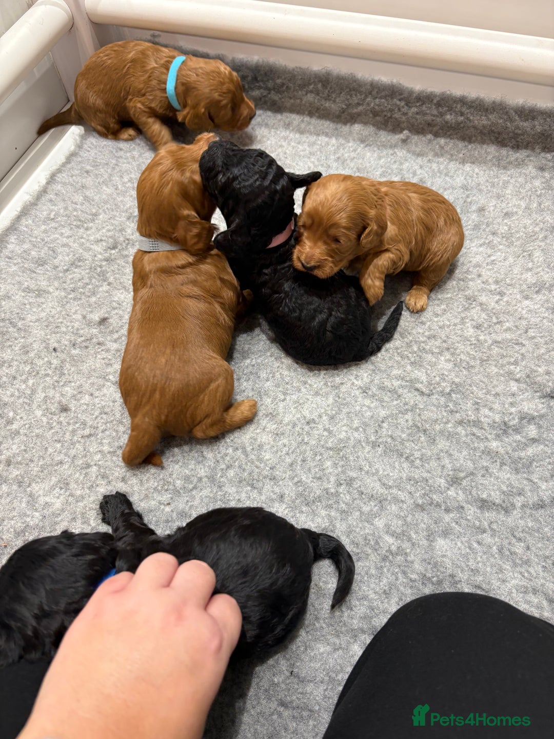 Cockapoo dogs for sale: Beautiful F1B Cockapoo Puppies - Advert 8