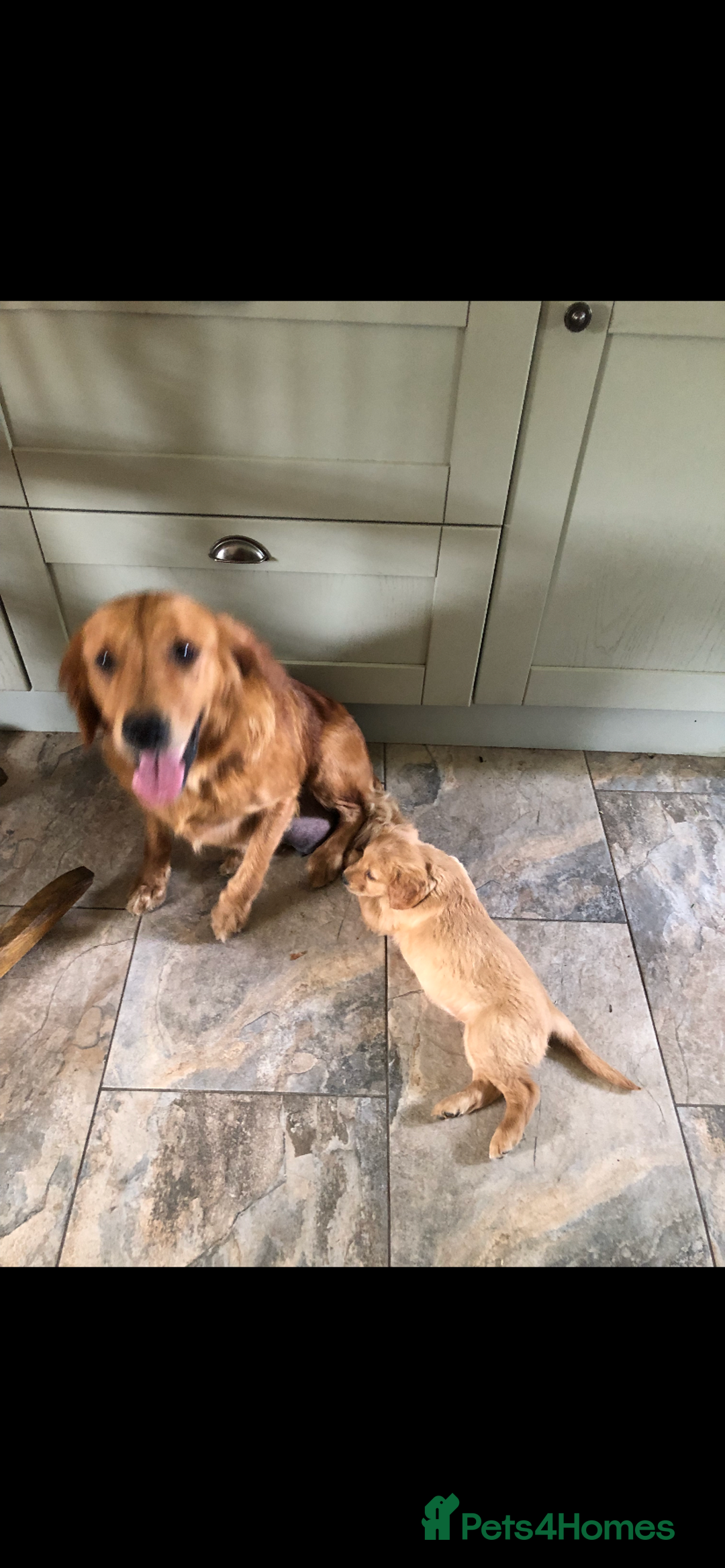 Golden Retriever dogs for sale: Beautiful Health Tested Puppies  - Image 13