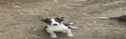 Border Collie dogs for sale: 5 Male Gorgeous Border Collie Pups - Advert 9