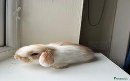 Mini Lop rabbits for sale: Pure bred mini lop bunnies - Image 6