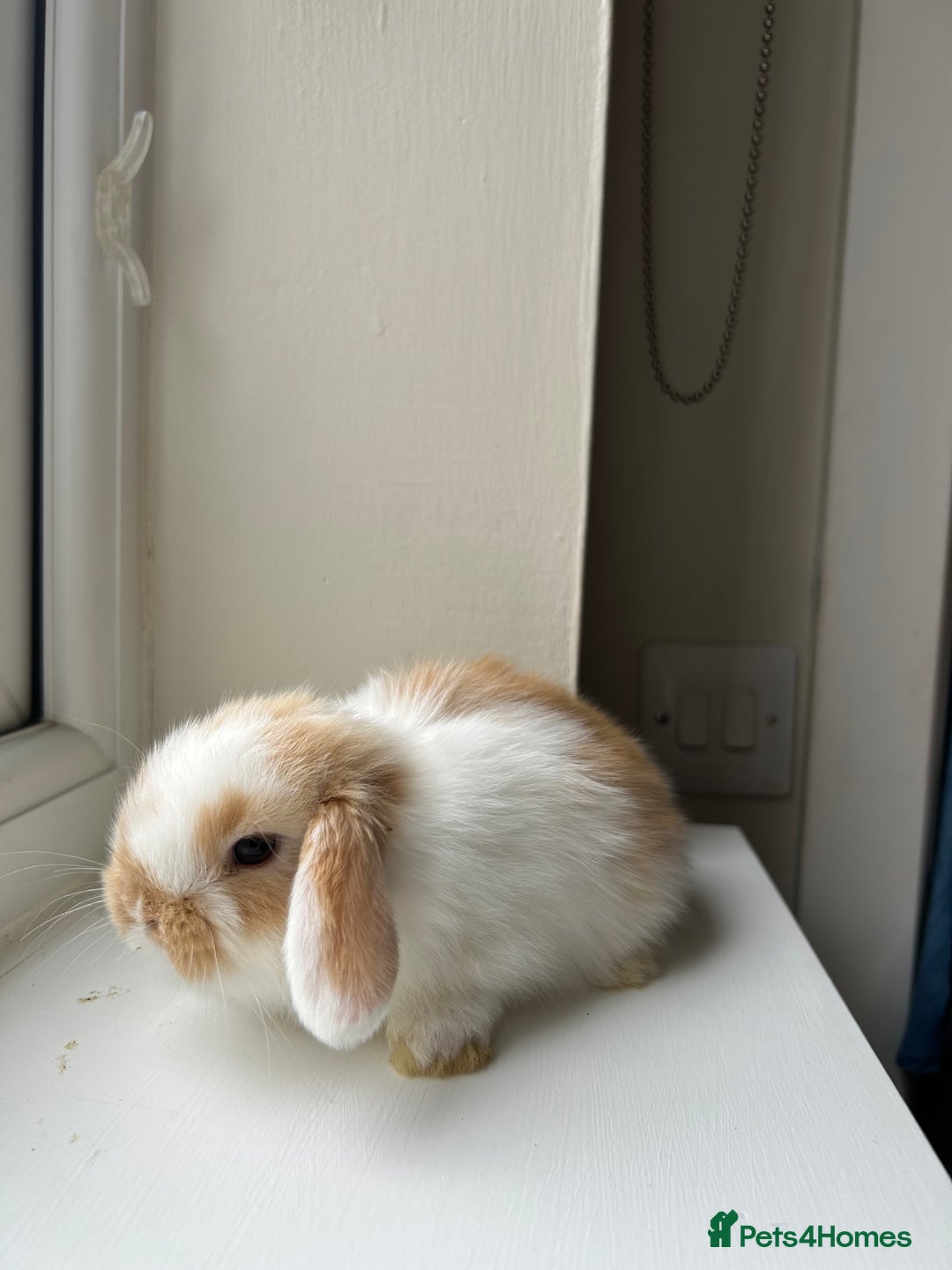 Mini Lop rabbits for sale: Pure bred mini lop bunnies - Image 6