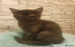 British Shorthair cats for sale: British Shorthair Kittens - Image 2