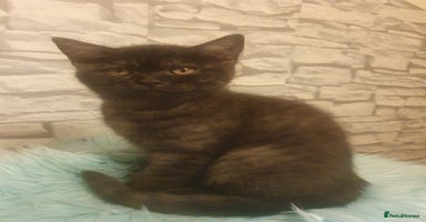 British Shorthair cats - Advert 3