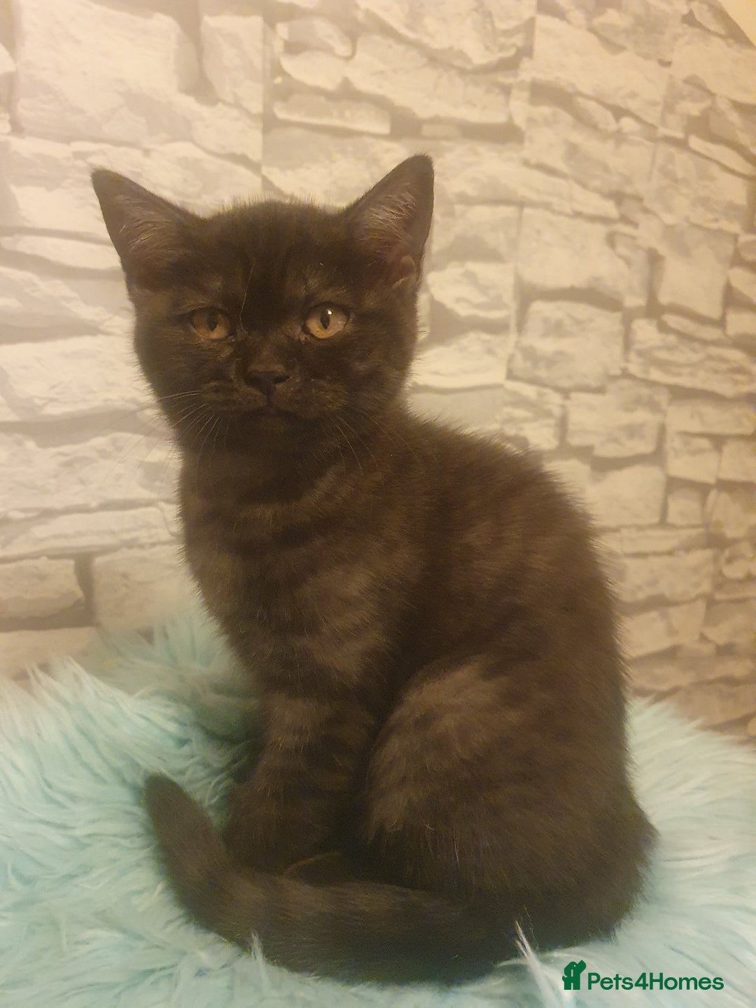 British Shorthair cats for sale: British Shorthair Kittens - Image 2