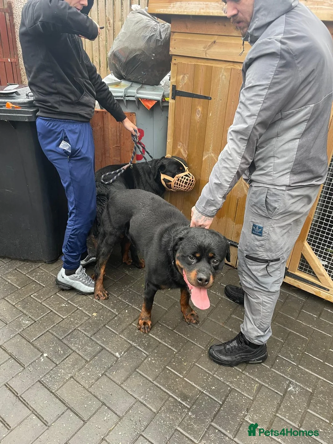 Rottweiler dogs for sale: Quality KC registered Rottweiler Puppies  - Advert 2