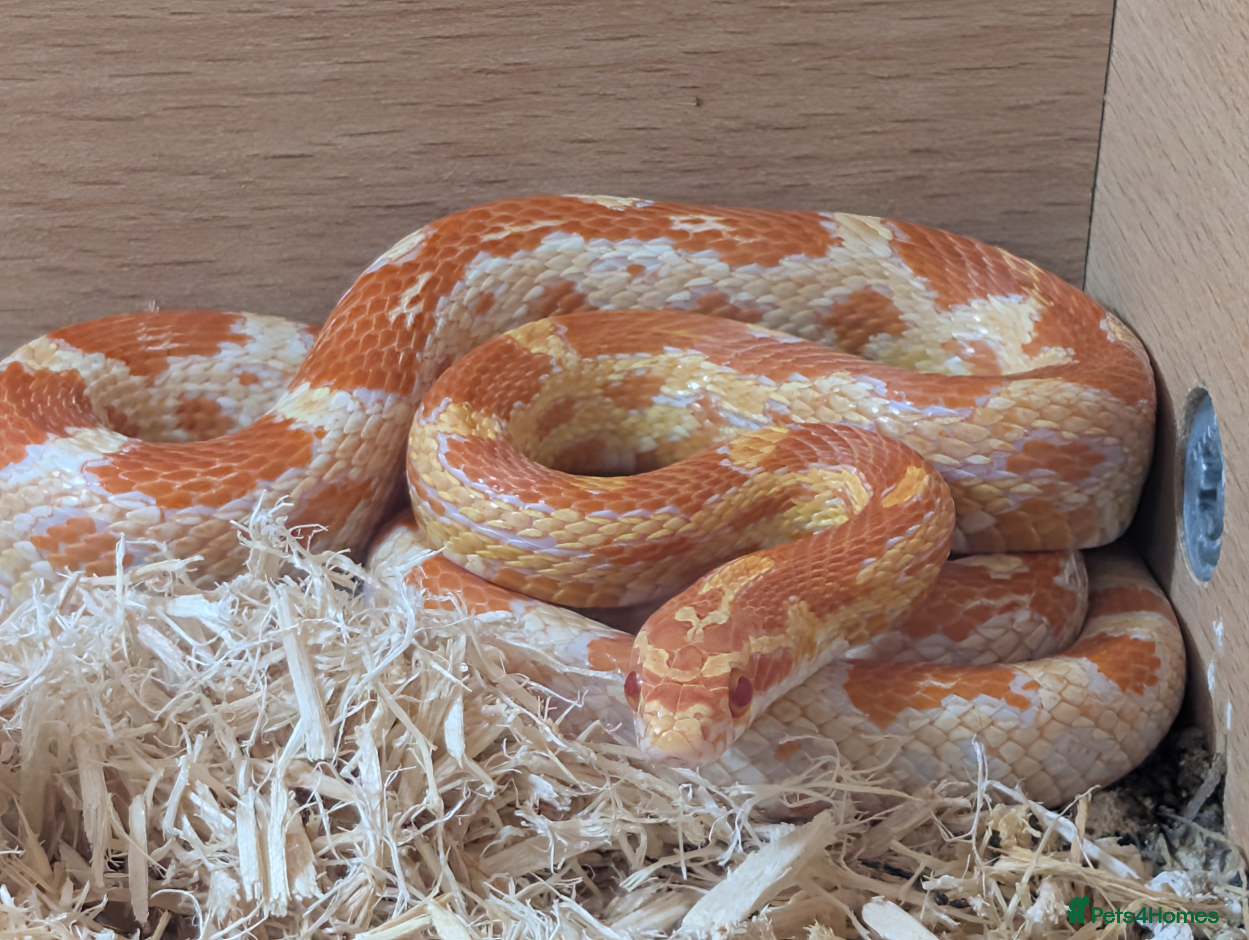 Corn Snake reptiles Corn snake and full setup free to a good home - Advert 1