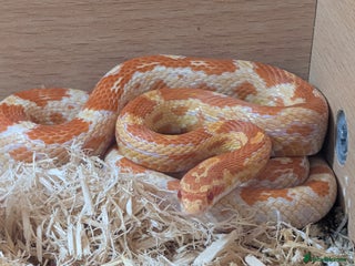 Corn Snake reptiles Corn snake and full setup free to a good home - Advert 1
