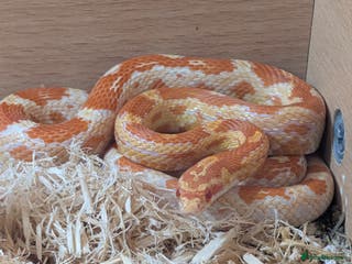 Corn Snake reptiles Corn snake and full setup free to a good home - Advert 23