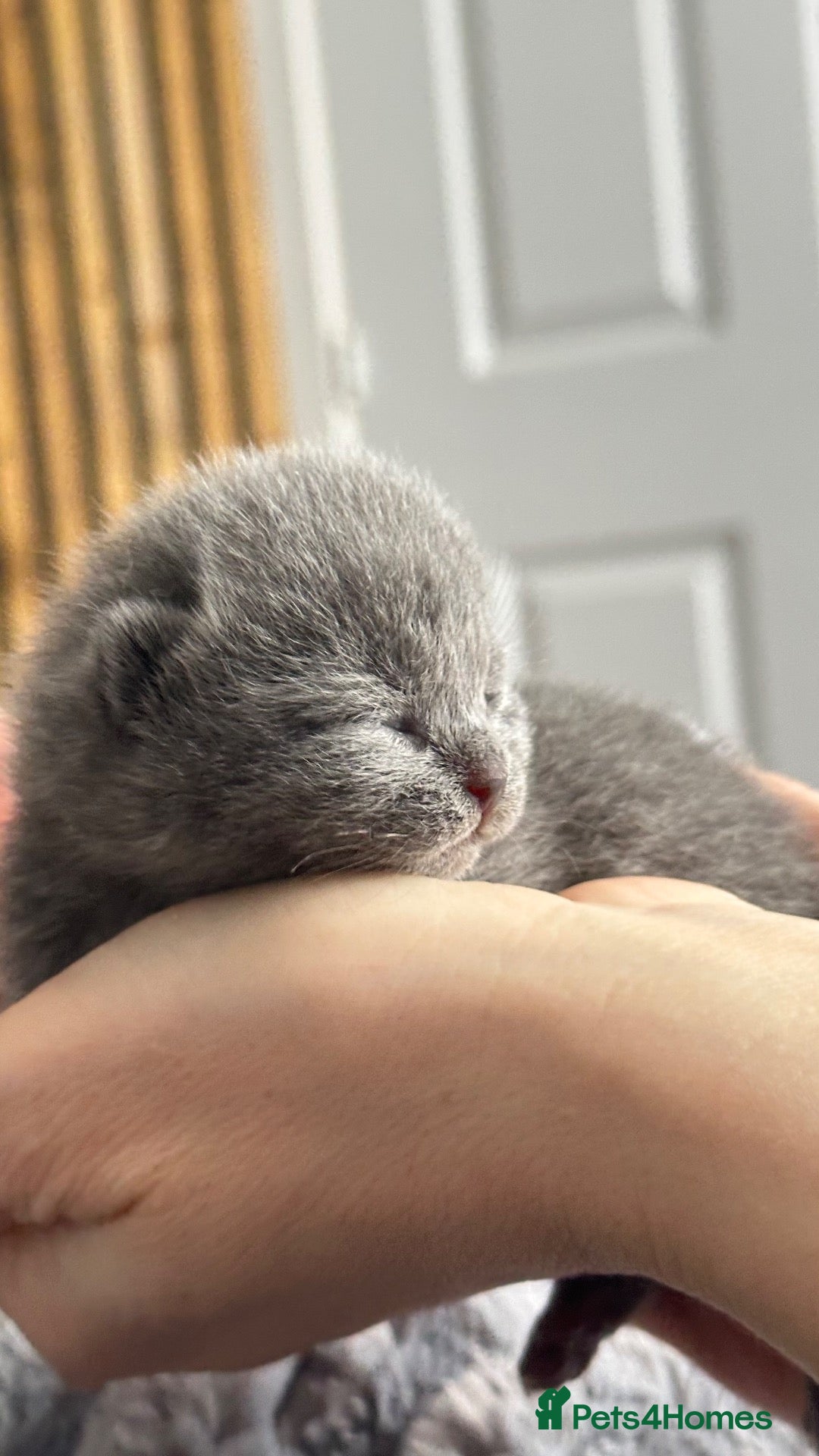 British Shorthair cats 🏆Champions line🏆BSH Kittens Tica reg  - Advert 1