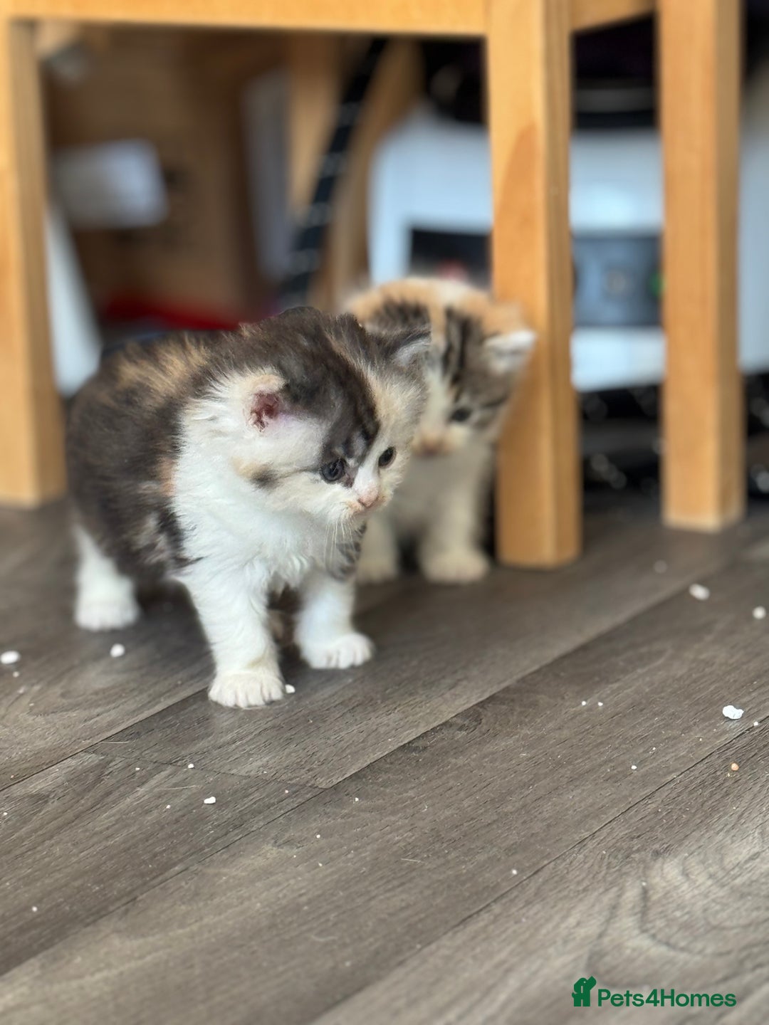 Persian cats for sale: Persian Kittens  - Image 10