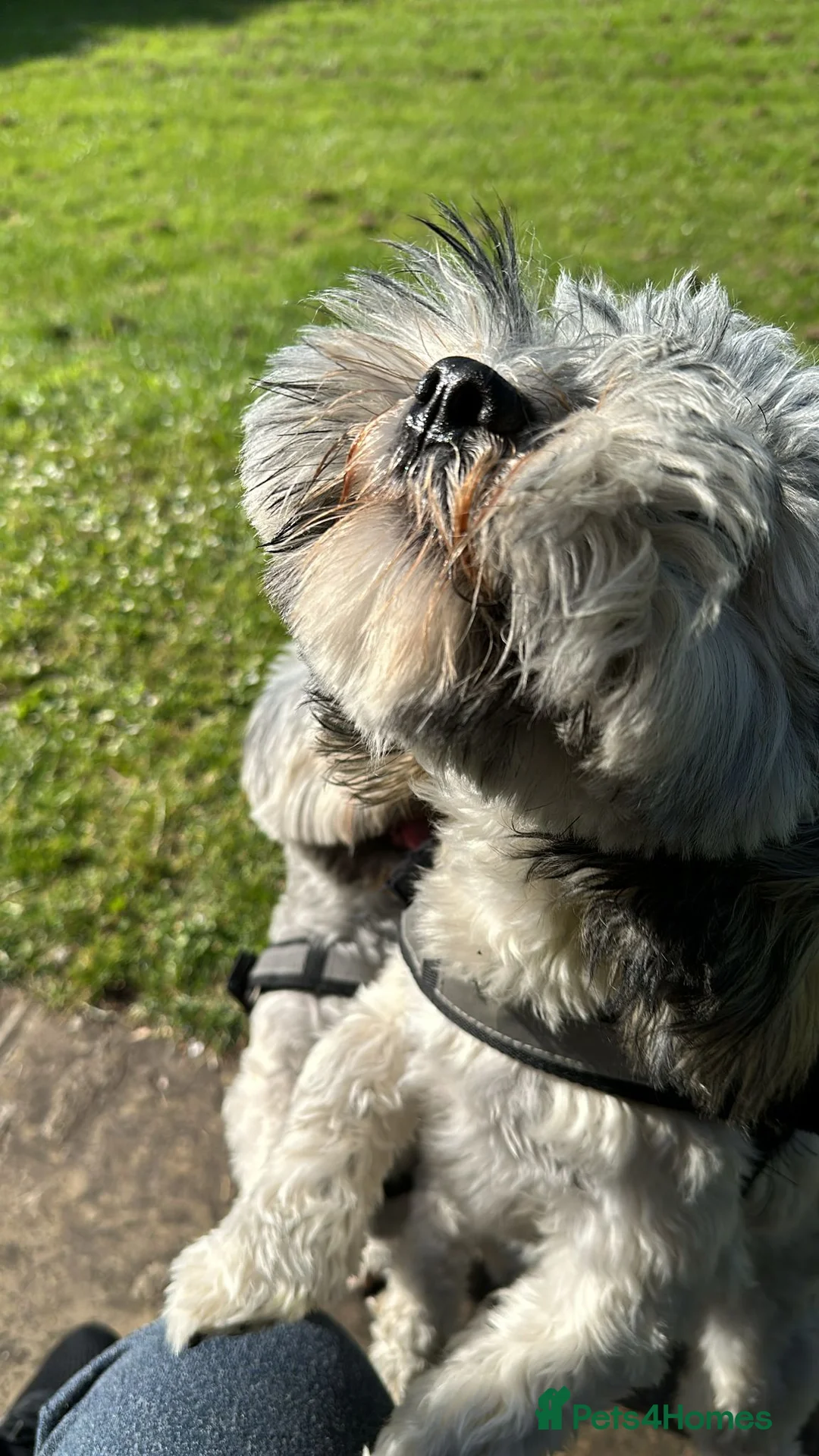 Havanese dogs for stud: Havanese for stud in Feltham - Advert 13