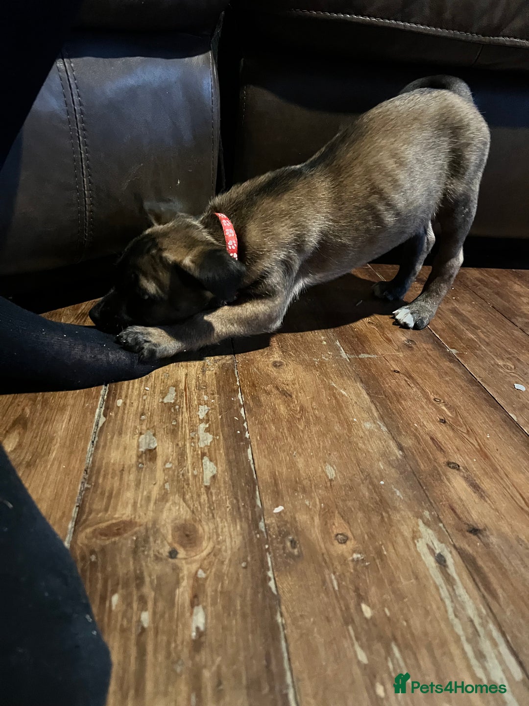 Mixed Breed dogs for sale: Belgium Shepherd mix breed - Advert 5