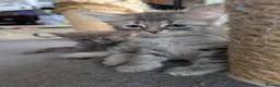 Siberian cats for sale: Siberian kitten  - Advert 6