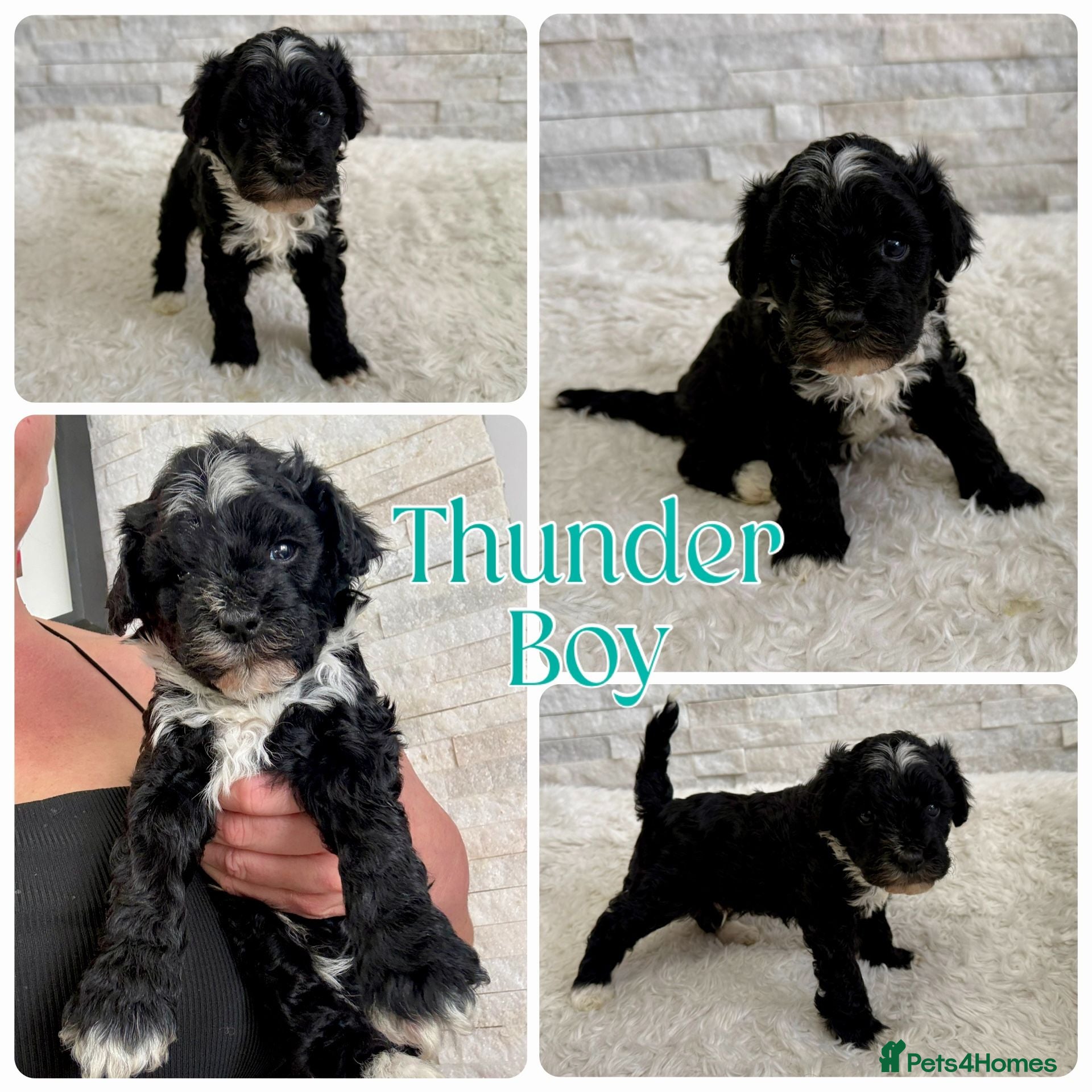 Mixed Breed dogs Fab❤️ Tibetan terrier X Miniature poodle puppies❤️ - Advert 2