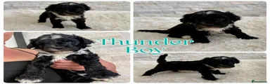 Thunder boy