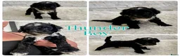 Mixed Breed dogs for sale: Fab❤️ Tibetan terrier X Miniature poodle puppies❤️ - Advert 13