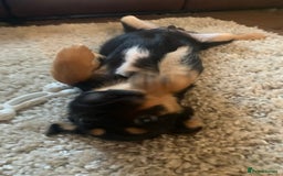 Mixed Breed dogs for sale: Juno  - Image 1