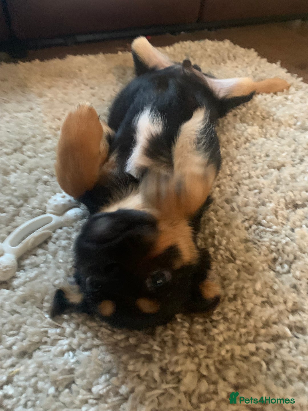 Mixed Breed dogs for sale: Juno  - Image 1