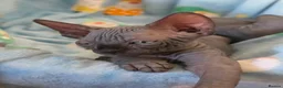 Sphynx cats for sale: ✨ Exceptional Sphynx Kittens Available ✨ - Advert 9