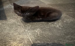 Egyptian Mau cats for sale: Smoke Egyptian MAU x Bengal spotted&marble kittens - Image 39