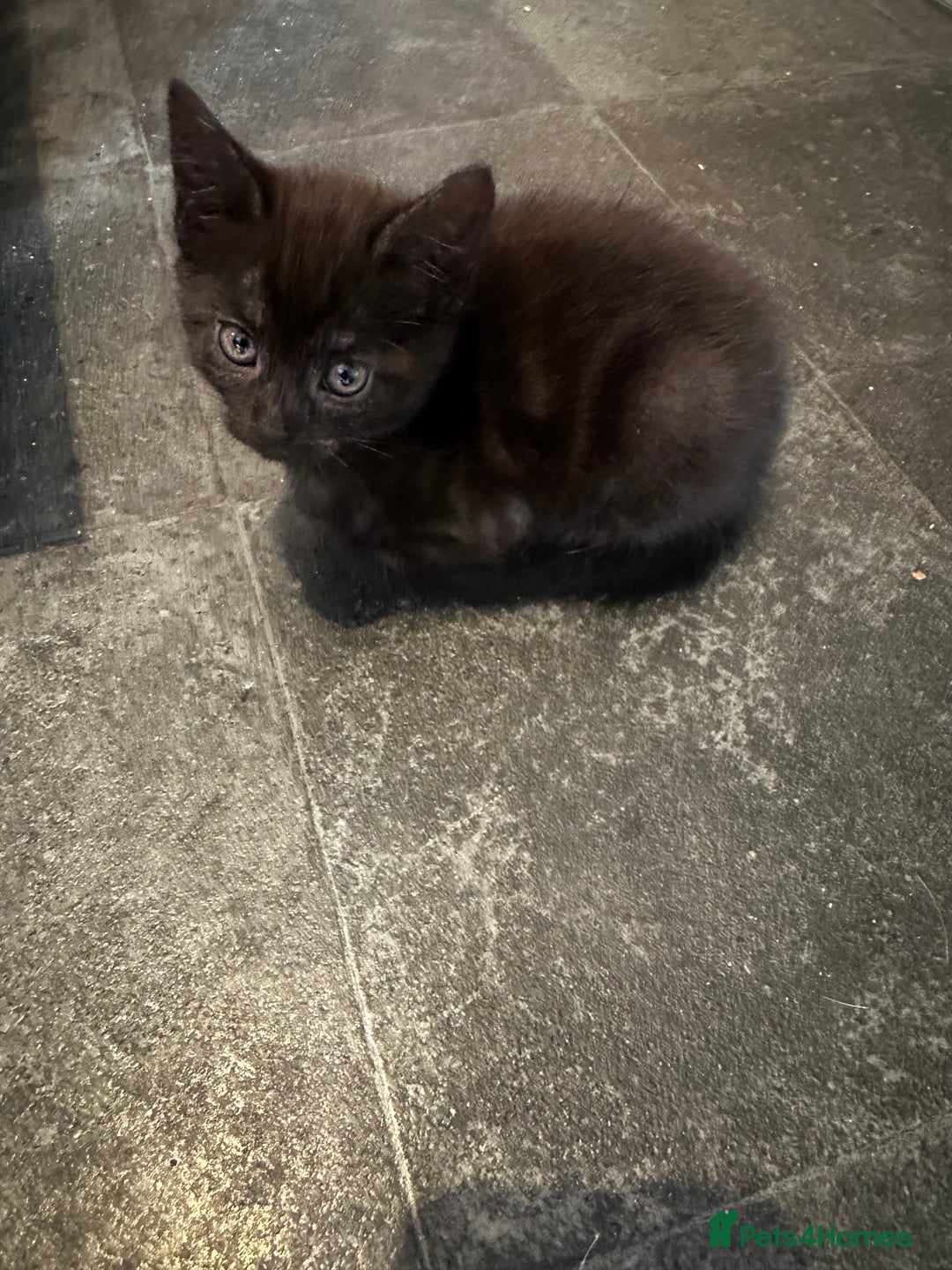 Egyptian Mau cats for sale: Smoke Egyptian MAU x Bengal spotted&marble kittens - Image 39