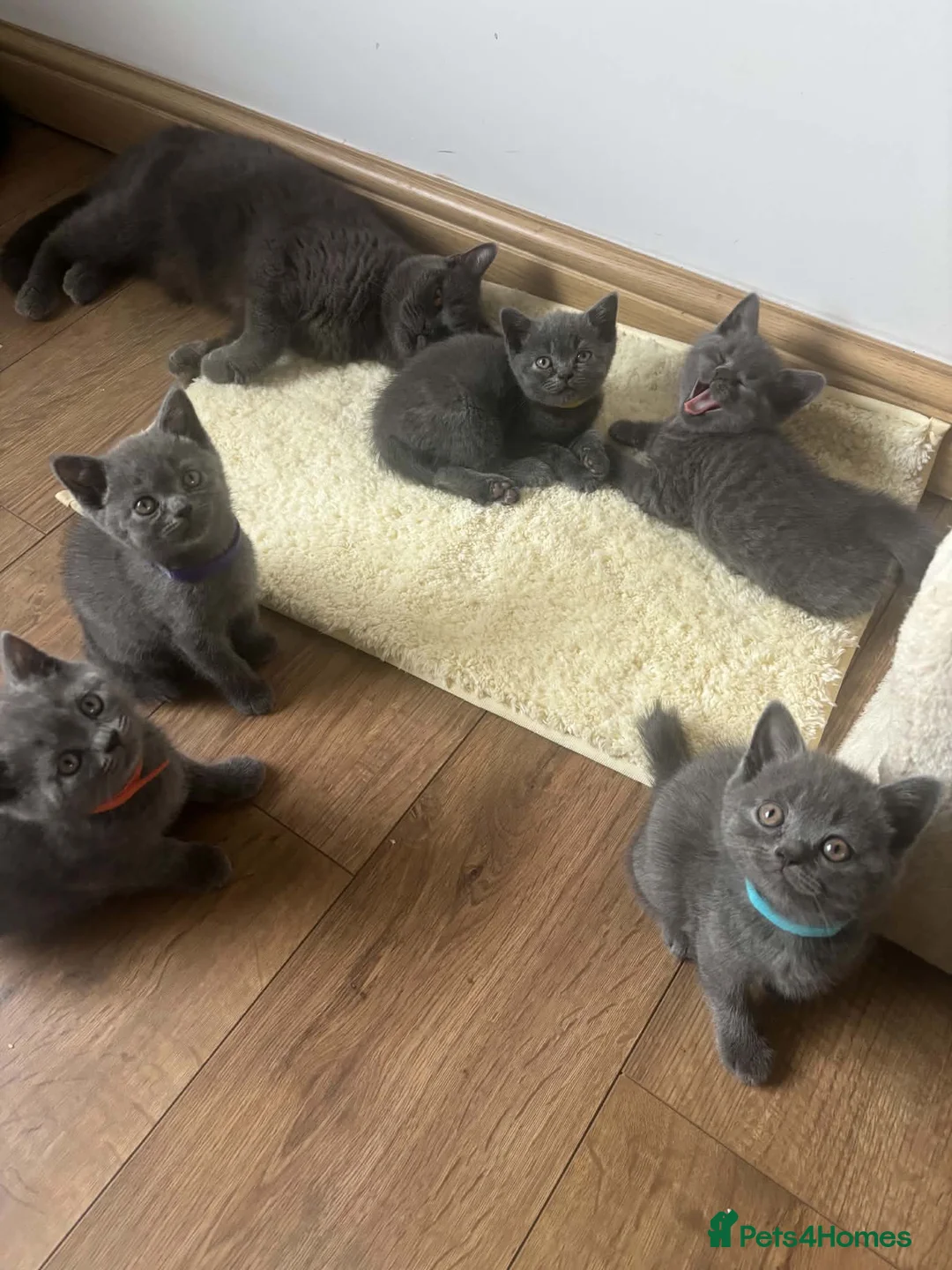 British Shorthair cats for sale: Lovely litter of British shorthair kittens - Advert 9