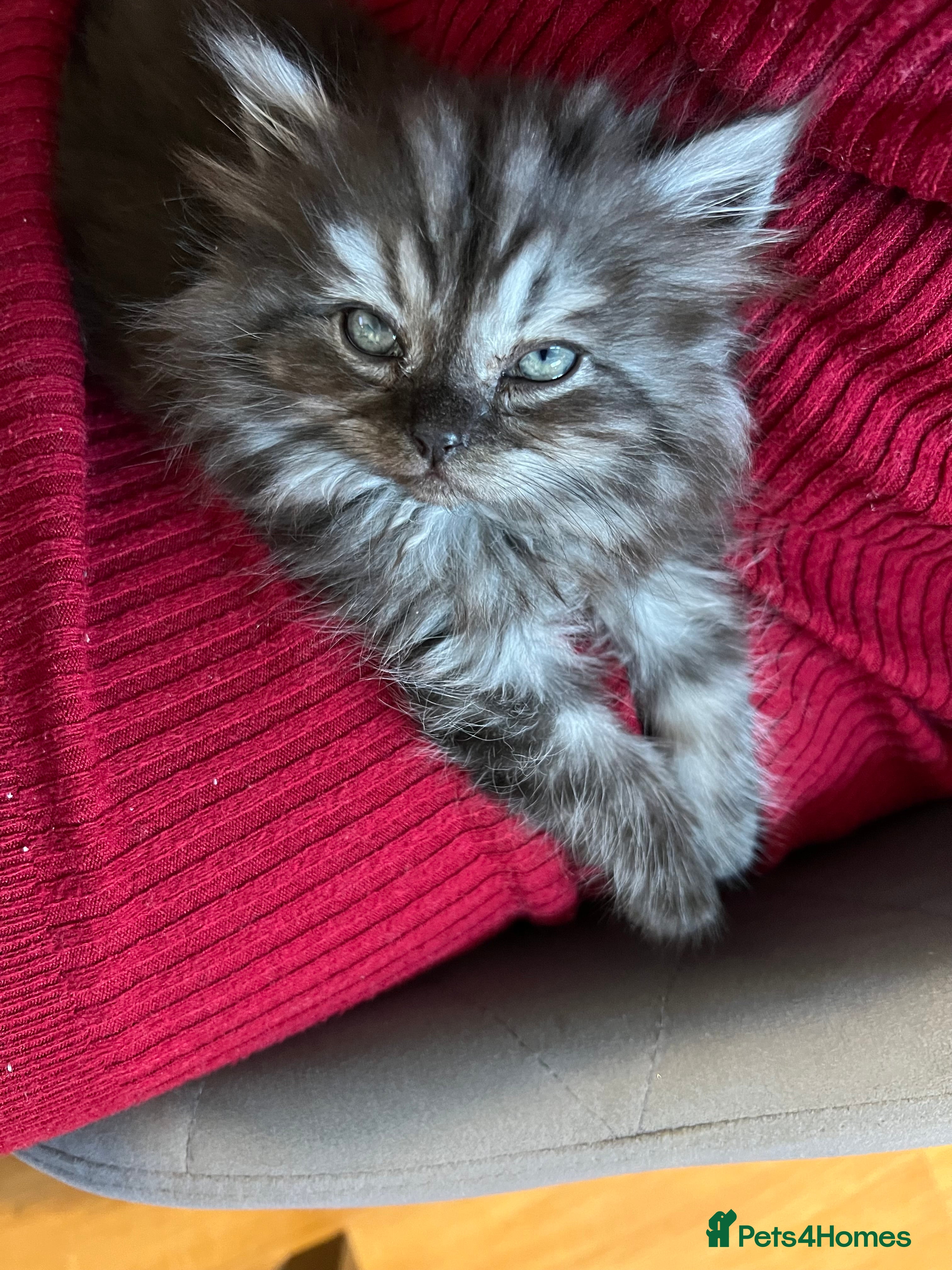 Persian cats Beautiful Persian Boy - Advert 10