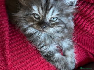 Persian cats Beautiful Persian Boy - Advert 8