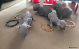 Sphynx cats for sale: Elf Sphynx Kittens  - Image 2
