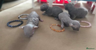 Sphynx cats - Advert 5