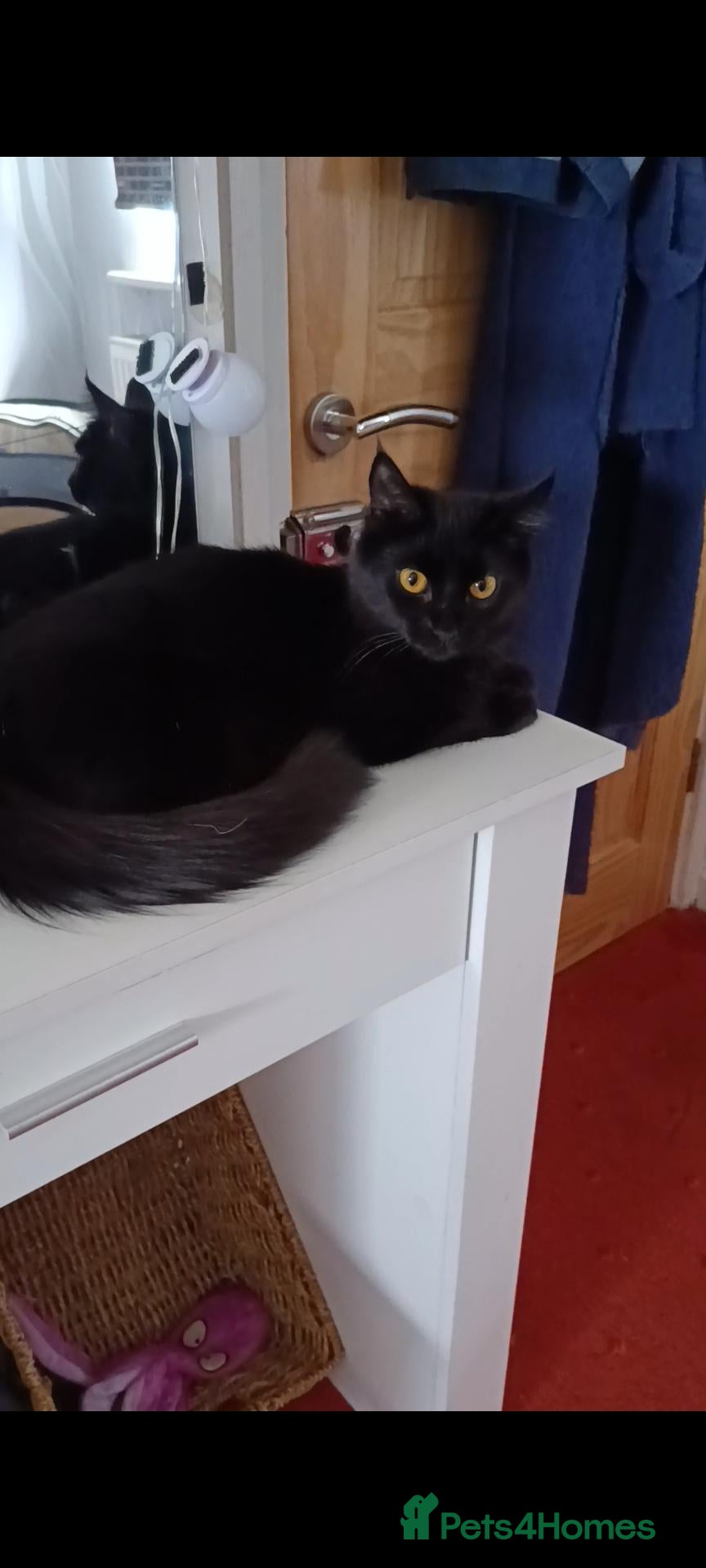 Mixed Breed cats Kittens looking for homes - Advert 2