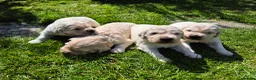 Golden Retriever dogs for sale: Exceptional Golden Retriever Puppies Born 06/04 - Advert 1