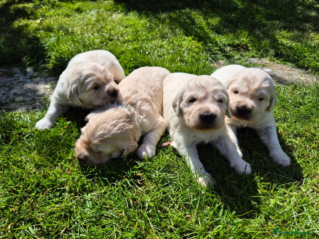 Golden Retriever dogs for sale: Exceptional Golden Retriever Puppies Born 06/04 - Advert 1