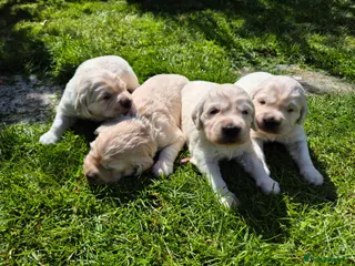 Golden Retriever dogs Exceptional Golden Retriever Puppies Born 06/04 - Advert 6