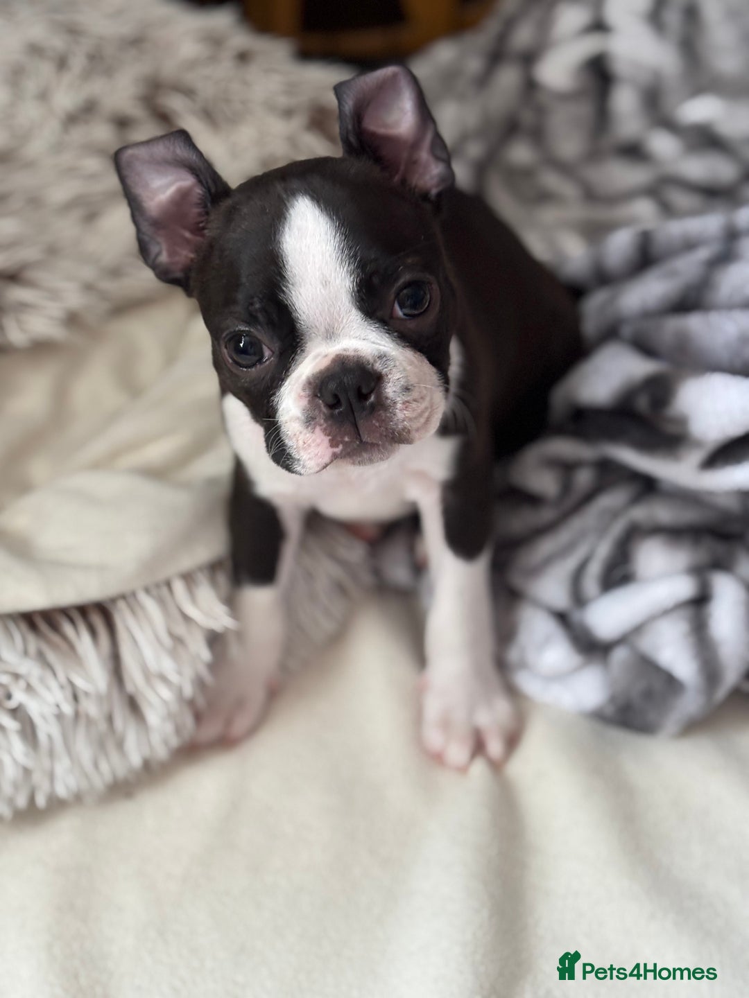 Boston Terrier dogs for sale: KC  Registered 🐕❤️🏠 Puupy 🐕💙🏠Boston Terrier  - Image 21