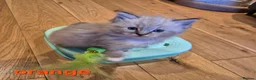 Ragdoll cats for sale: 🐾✨ Beautiful Ragdoll Kittens! ✨🐾 - Advert 1