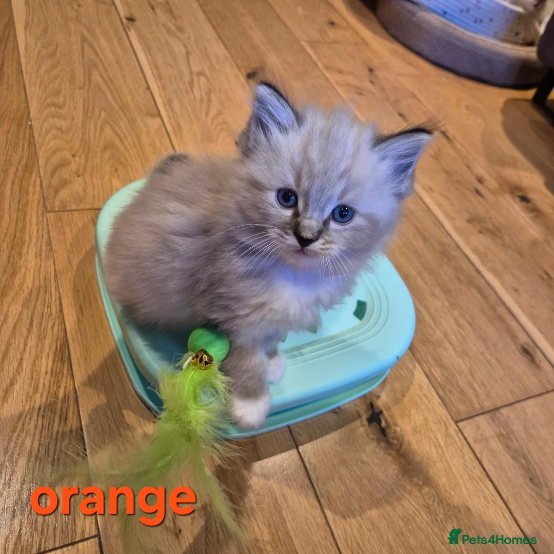 Ragdoll cats for sale: 🐾✨ Beautiful Ragdoll Kittens! ✨🐾 - Advert 1