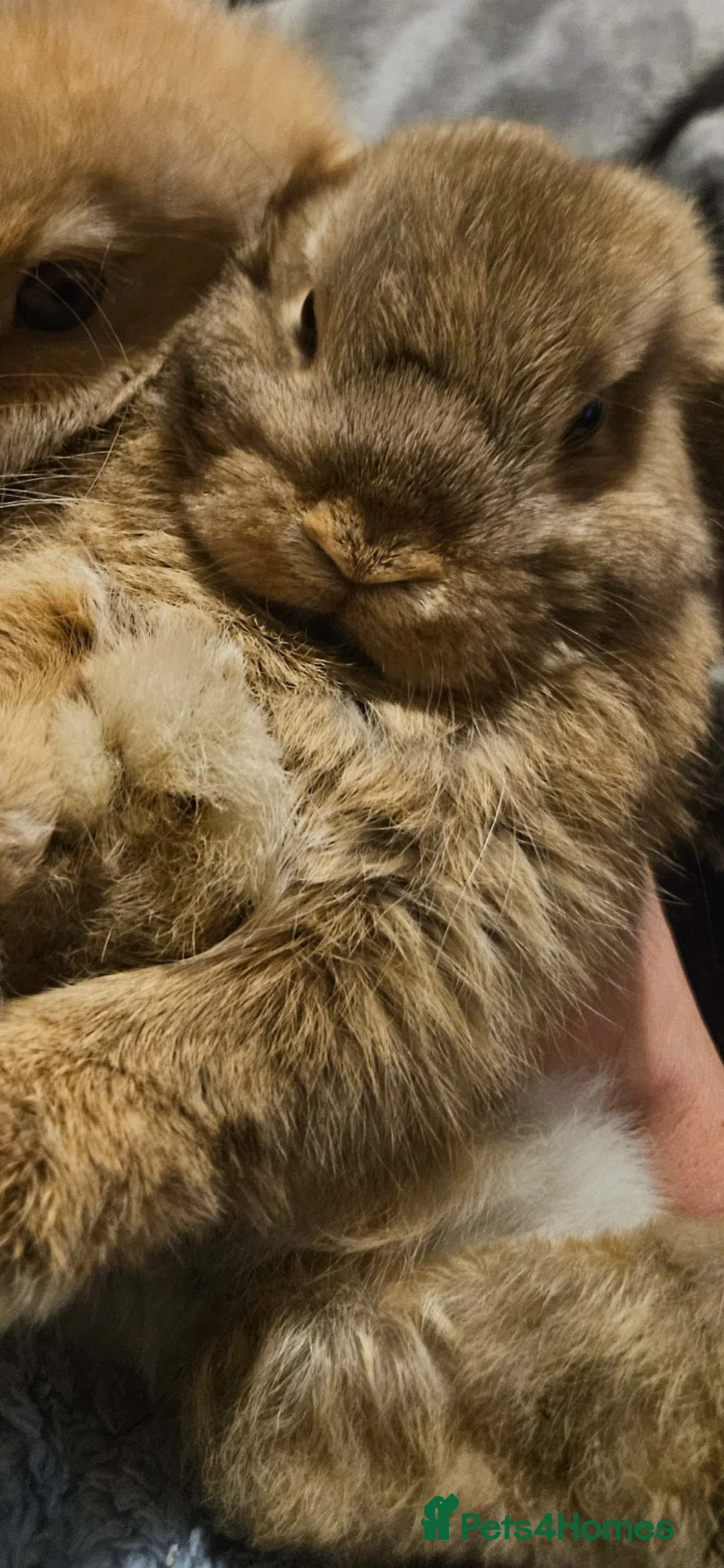 Mini Lop rabbits for sale: Mini lop bunnies  - Advert 2