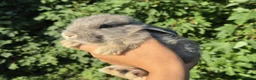 Mixed Breed rabbits for sale: 3 lionhead x lops baby bunnies  in Shrewsbury - Advert 3