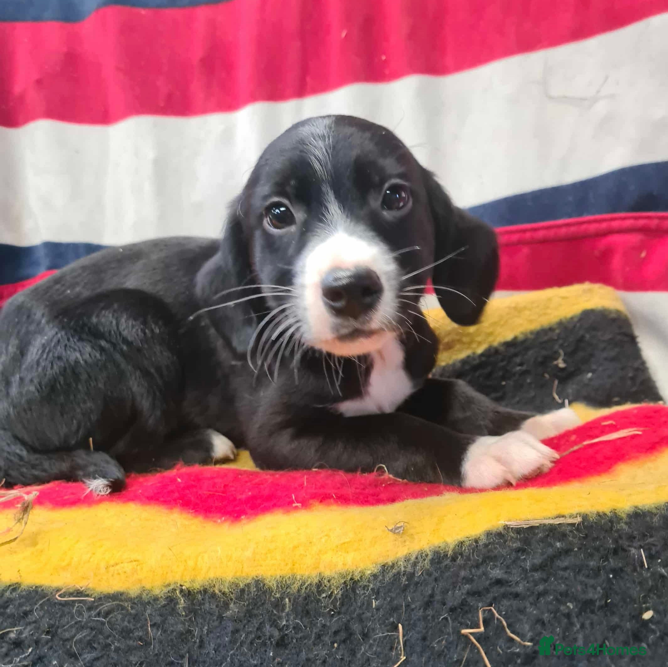 Springador dogs Springador puppies ready for their new homes - Advert 1