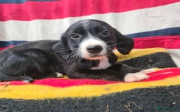 Springador dogs for sale: Springador puppies ready for their new homes - Advert 6