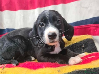 Springador dogs Springador puppies ready for their new homes - Advert 1