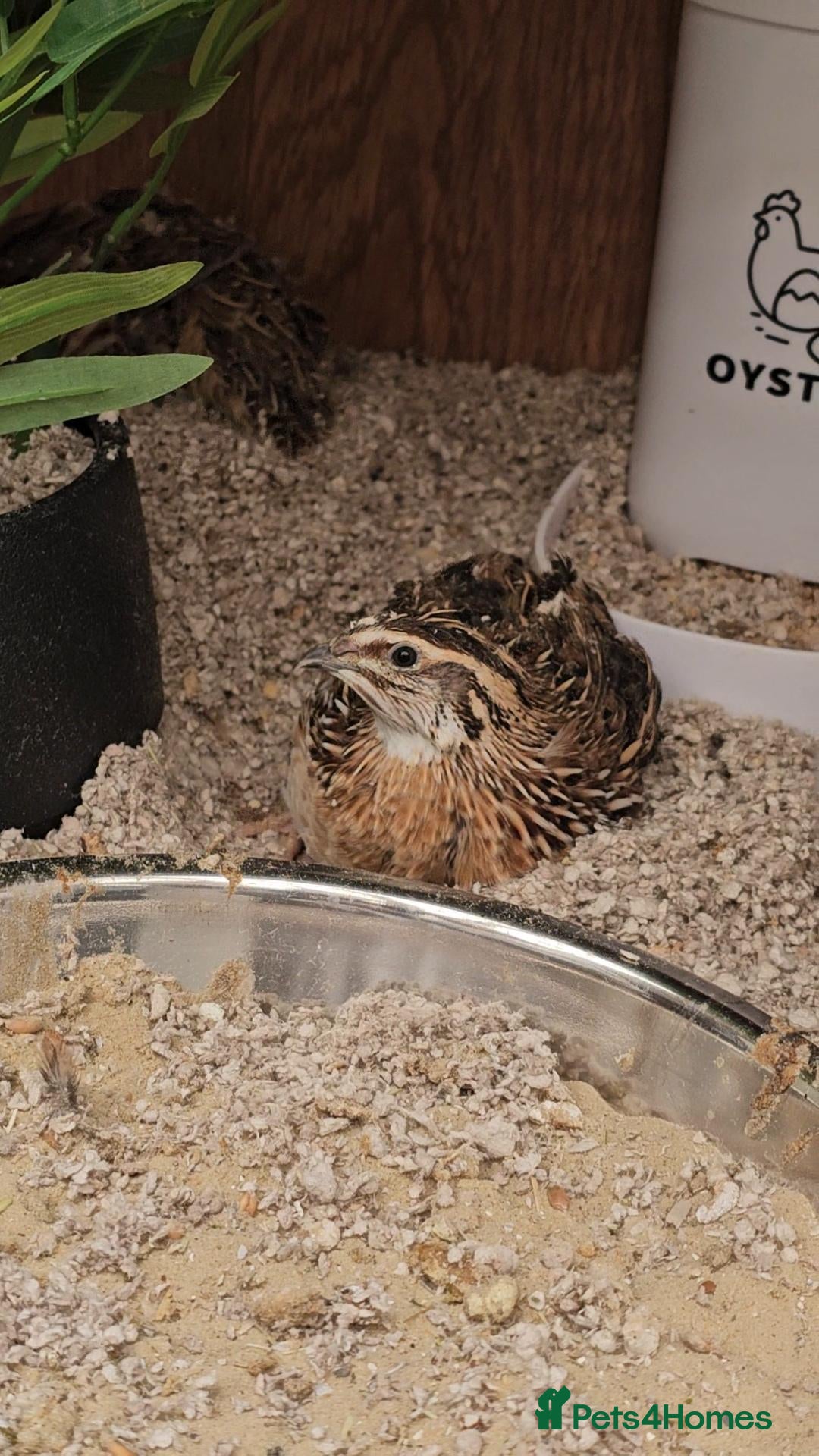 Quail poultry Young Male Quail Looking for a New Home - Advert 1