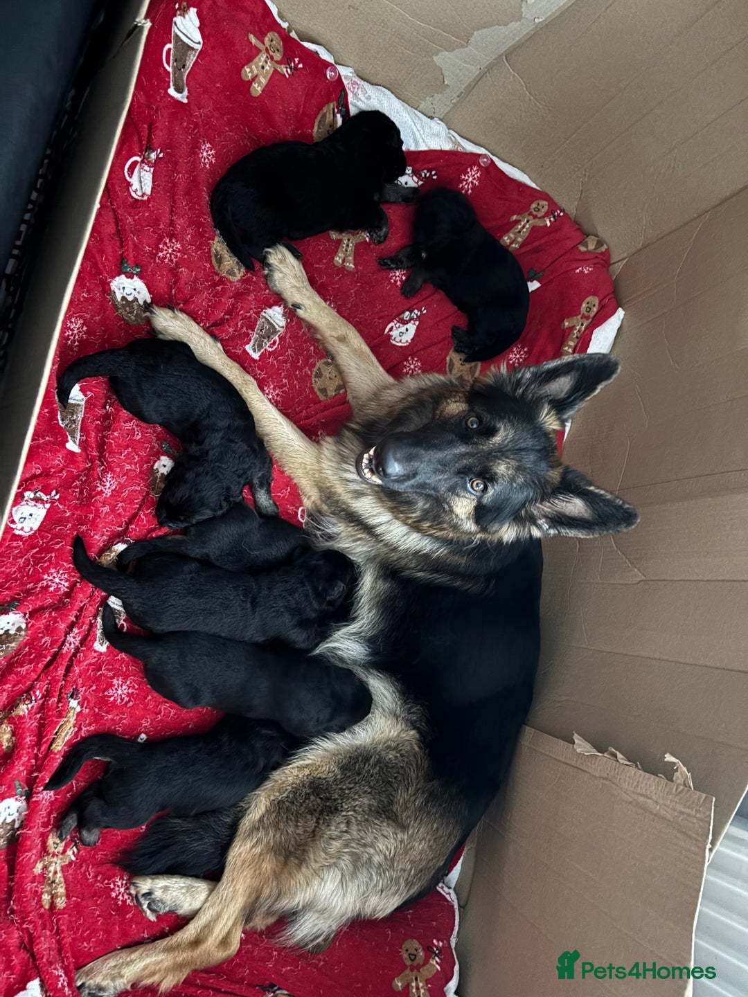 German Shepherd dogs for sale: Beautiful black/tan German shepherd pups for sale  - Image 16