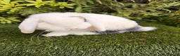 Mini Lop rabbits for sale: Mini lops available  - Advert 4