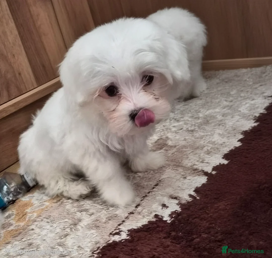 Maltese dogs for sale: Bichon Maltese mini toy , one boy and one girl in Hemel Hempstead - Advert 8